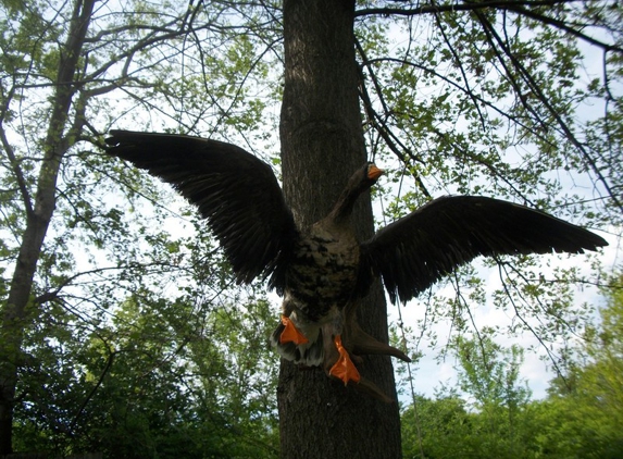 Frank's Taxidermy and wildlife art - St. Louis, MO