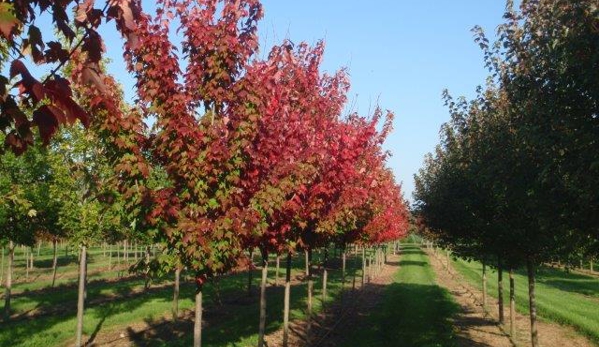 Baldwin Tree Farm - Fenton, MI