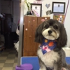 Debbie Ternan's Dog & Cat Grooming gallery