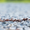 Red Flag Pest Control gallery