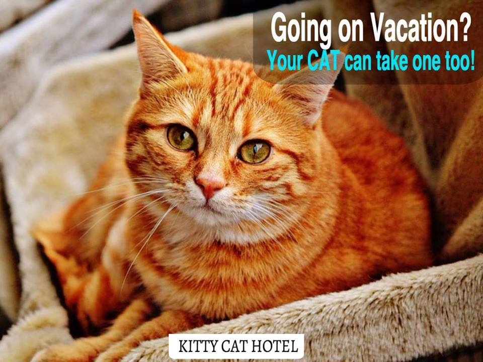 Kitty cat hot sale hotel