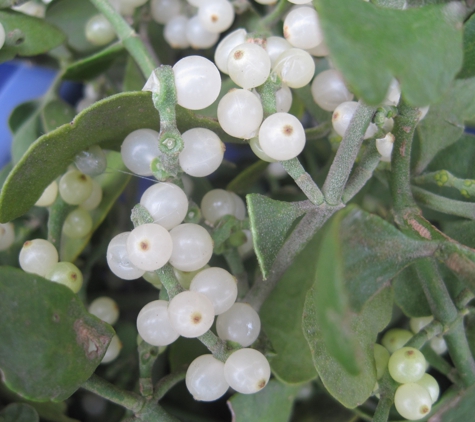 Mistletoe US - Austin, TX