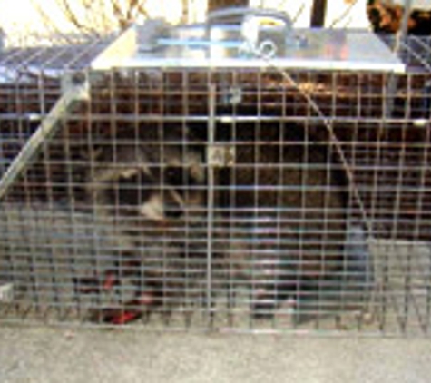 Wildlife Removal & Repair LLC - Avon, IN