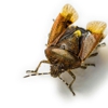 Aiken Complete Pest Control gallery