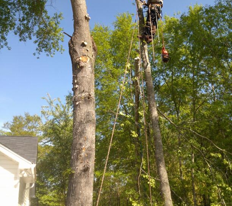 Palmetto Tree Service & Stump Grinding - Columbia, SC