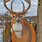 Sugar River Taxidermy