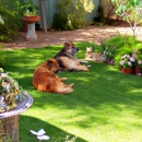 Home Sweet Home Pet Sitting and Dog Walking - Pet Services