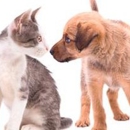 Timonium Animal Hospital  -  Lutherville - Pet Services