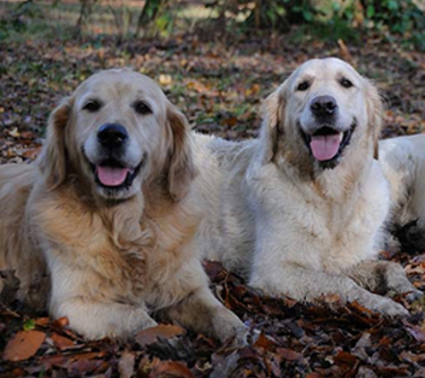 Avonsleigh Veterinary Clinic - Avonsleigh, VIC