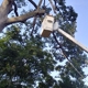 L-Bolt Professional Tree Service Co