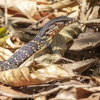 Patriot Wildlife Management Inc gallery