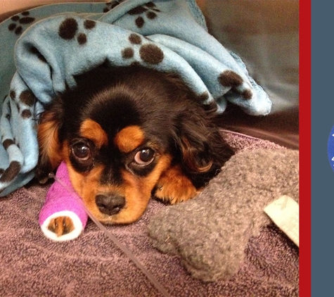 North Randwick Veterinary Clinic - Randwick, ACT