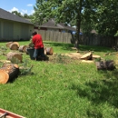 sandoval's tree service - Tree Service