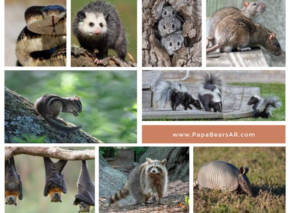 Papa Bear's Wildlife Exclusions - Cabot, AR. Animals that we catch and release