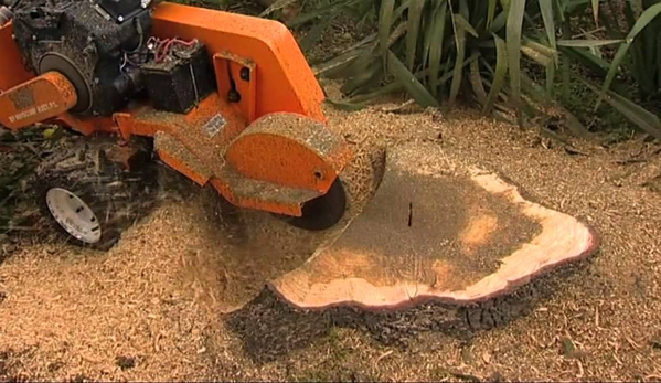 Adelaide Tree Felling Services - Glynde, SA