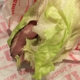 Jimmy John's