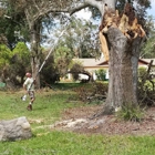 Tree Surfers