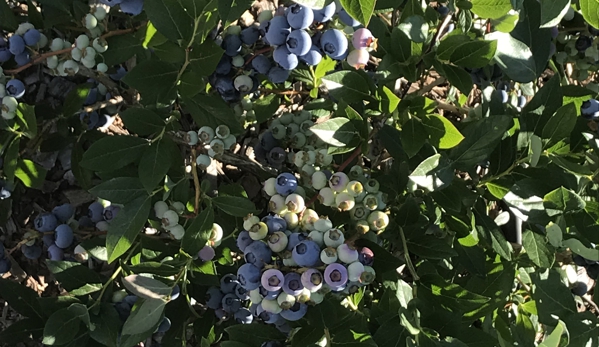 Blueberry Hill Farms & Nursery - Clinton, NY