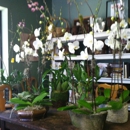 Lotus Flower - Flowers, Plants & Trees-Silk, Dried, Etc.-Retail