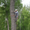 Timber Tree Service gallery