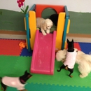 Chewie's Playland - Pet Boarding & Kennels