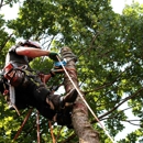 Big Ron's Tree Service - Tree Service