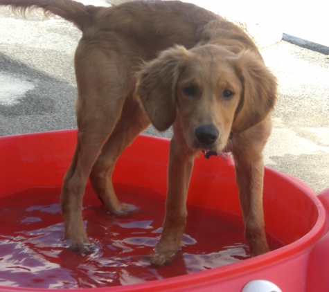 Alfie's Poochie Playlot - Mokena, IL