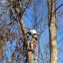 ForesTree Services Inc. - Arborists