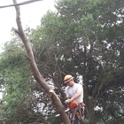 JM Tree Service