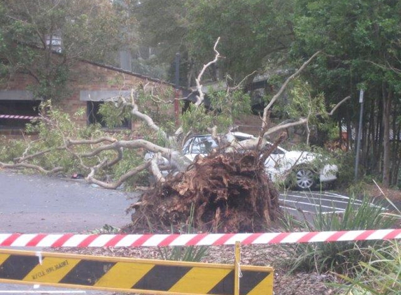 Abacus Tree Services - Hornsby, NSW