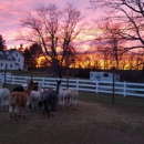 Colonial Hill Alpaca at Stonehedge Farm