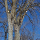 Hi-View Tree Service - Arborists