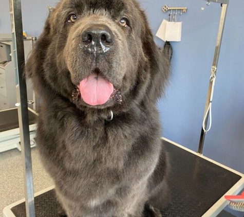 Rainy Day Grooming - Vancouver, WA