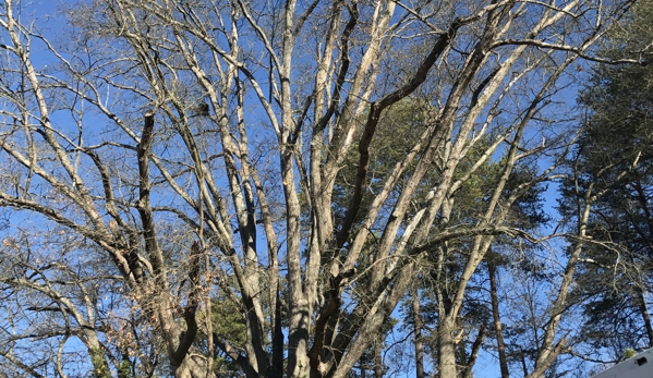 Tree Care - Gastonia, NC