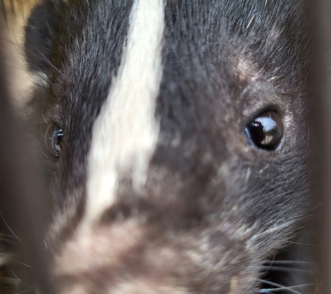 Can Catch Varmint Control - Port Huron, MI. Up close and personal with a skunk