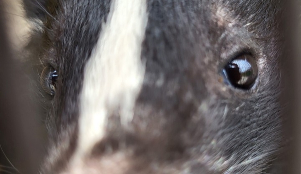 Can Catch Varmint Control - Port Huron, MI. Up close and personal with a skunk