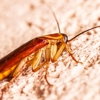 Security Pest Control Inc gallery
