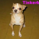 TX DOG WALKER - Pet Services