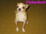 TX DOG WALKER - Pet Services