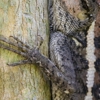 Optimal Wildlife Removal gallery