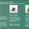 Knoxville Lice Removal Services-Specialized Hair Care gallery