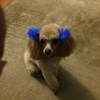 Clip  & Dip Dog Grooming LLC gallery