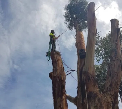Mojo Tree And Stump Removal - Cowes, VIC