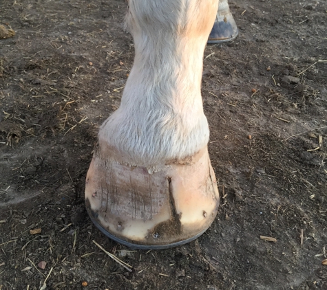 Rennie's Horseshoeing - Billings, MT. Picture goes with photos 1-6 dated 2/16/20 This is the front view of the horse with the severe toe crack.