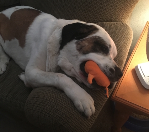 Mimi and Lola’s Petcare - El Paso, TX. Sammy with his favorite toy.