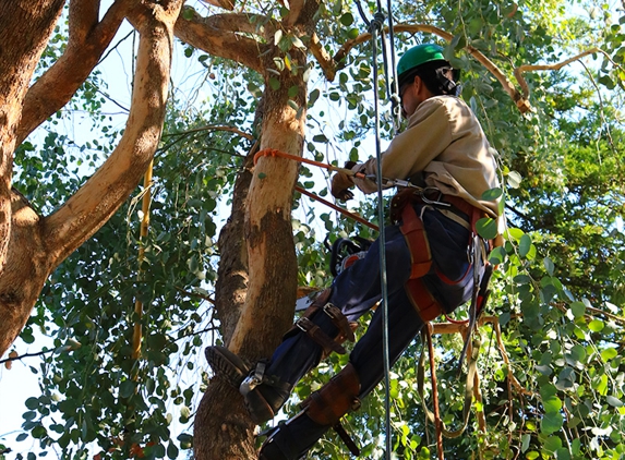 E and J Sanchez Tree Service - Fresno, CA. Palm and Tree Trimming, Pruning & Removal. Call us for a free quote!