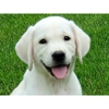 Crystal Acres Labrador Retrievers gallery