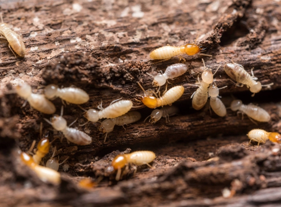 Irvine Termite Control & Fumigation - Irvine, CA