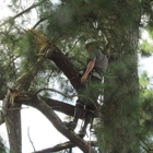 Southeastern Tree Experts