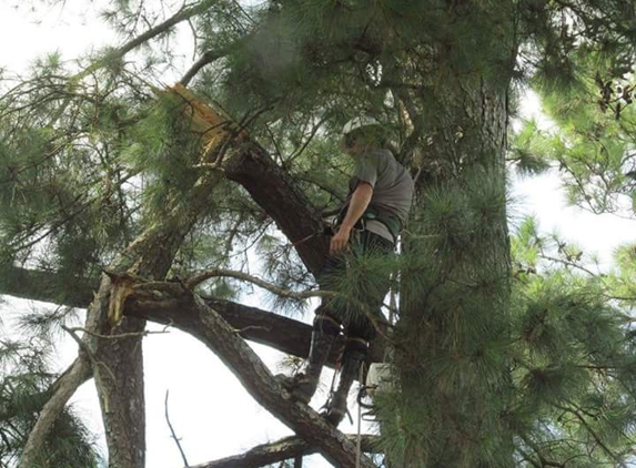 Southeastern Tree Experts - Sumter, SC